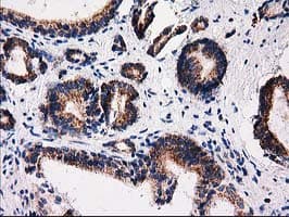FAM127C Antibody (clone OTI1A6)