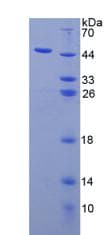 Human IL3 Protein (Recombinant His-GST)