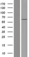 Human PPP2R1B Protein (Over-Expression Lysate Myc-DDK (Flag))