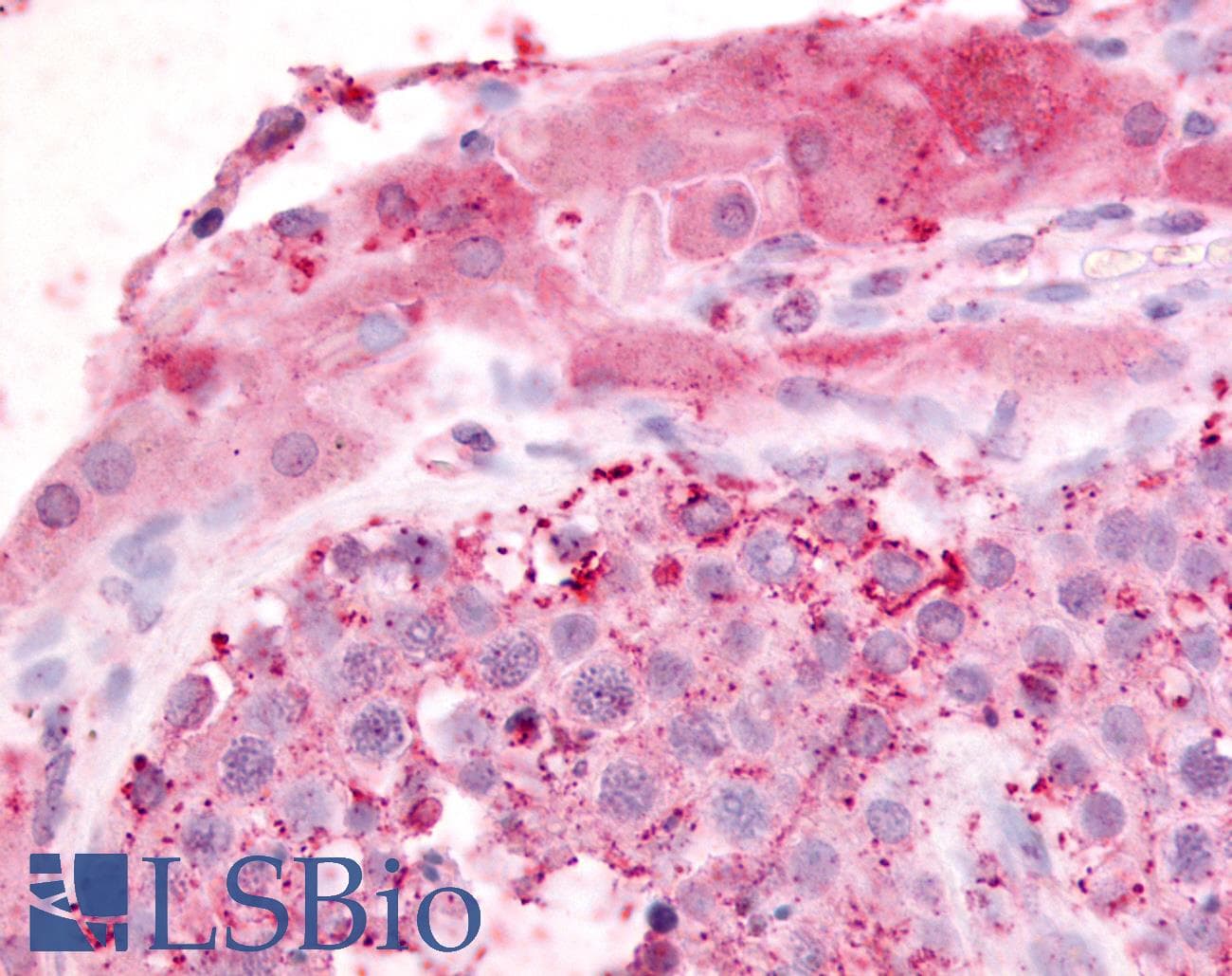 IHC-plus™ GPR182 / ADMR Antibody (N-Terminus)