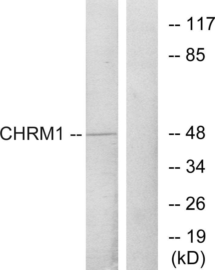 CHRM1 / M1 Antibody