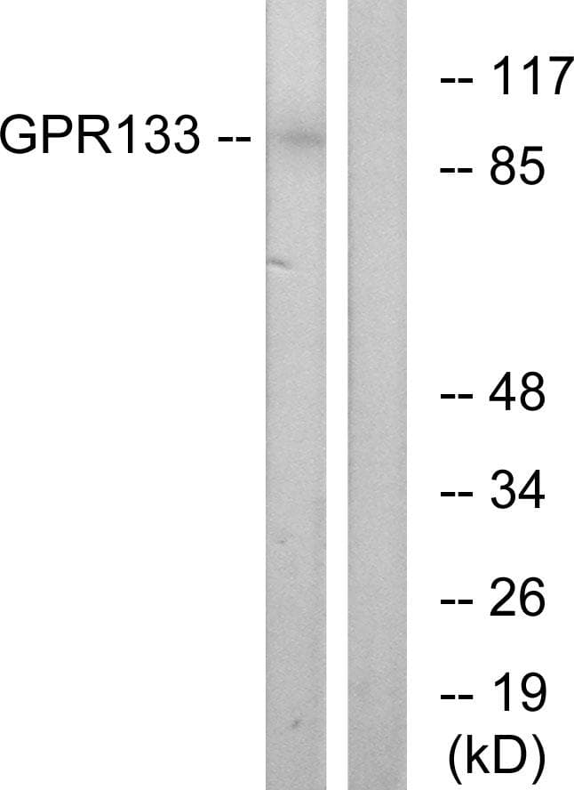 ADGRD1 / GPR133 Antibody