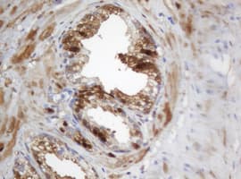 Selenium Binding Protein 1 Antibody (clone OTI3C6)