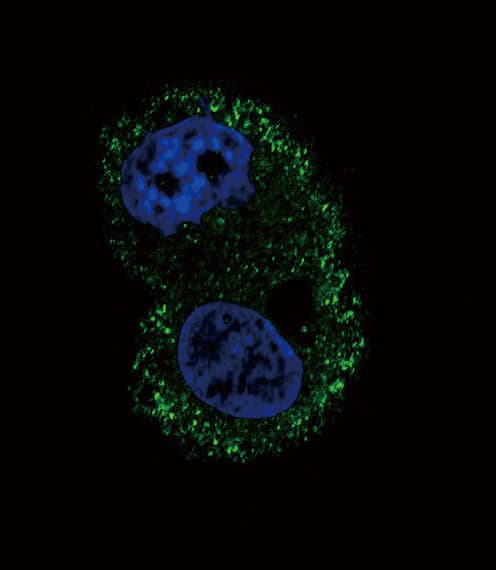 IHC-plus™ ITGA6/Integrin Alpha 6/CD49f Antibody (aa324-620, clone 129CT49.6.5)