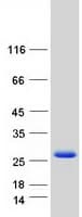 Human MID1IP1 Protein (Recombinant Myc-DDK (Flag))