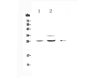 Polyclonal Rabbit anti-Rat BTC / Betacellulin Antibody (IHC, WB)
