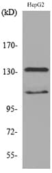 Polyclonal Rabbit anti-Human INPPL1 / SHIP2 Antibody (WB)