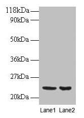 PRDX1 / Peroxiredoxin 1 Antibody