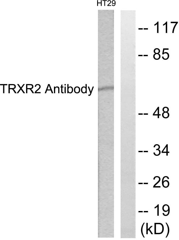 TXNRD2 Antibody (aa471-520)