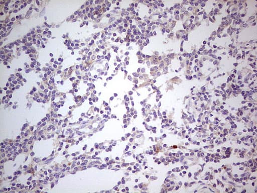 PDCD1 / CD279 / PD-1 Antibody (clone 4.00E+05, Carrier-free)