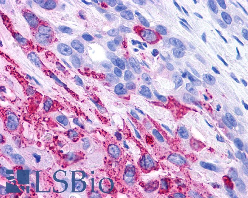 PathPlus™ PAEL Receptor / GPR37 Antibody (N-Terminus)