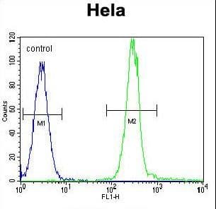 Polyclonal Rabbit anti-Human Vimentin Antibody (aa430-457, IHC, IF, WB)