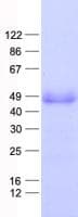 Human TRIM54 / MURF Protein (Recombinant His, N-Terminal)