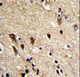 Monoclonal Mouse anti-Human TUBB1 / Tubulin Beta 1 Antibody (IHC, IF, WB)