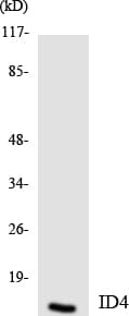 ID4 Antibody (aa5-54)