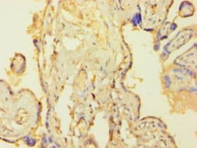 TEAD4 Antibody (aa74-434)