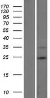 RNF185 Protein (Over-Expression Lysate Myc-DDK (Flag))