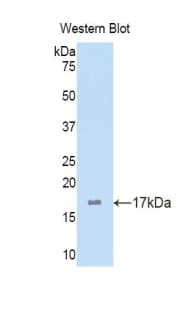Osteoglycin / Mimecan Antibody (aa180-298, FITC)