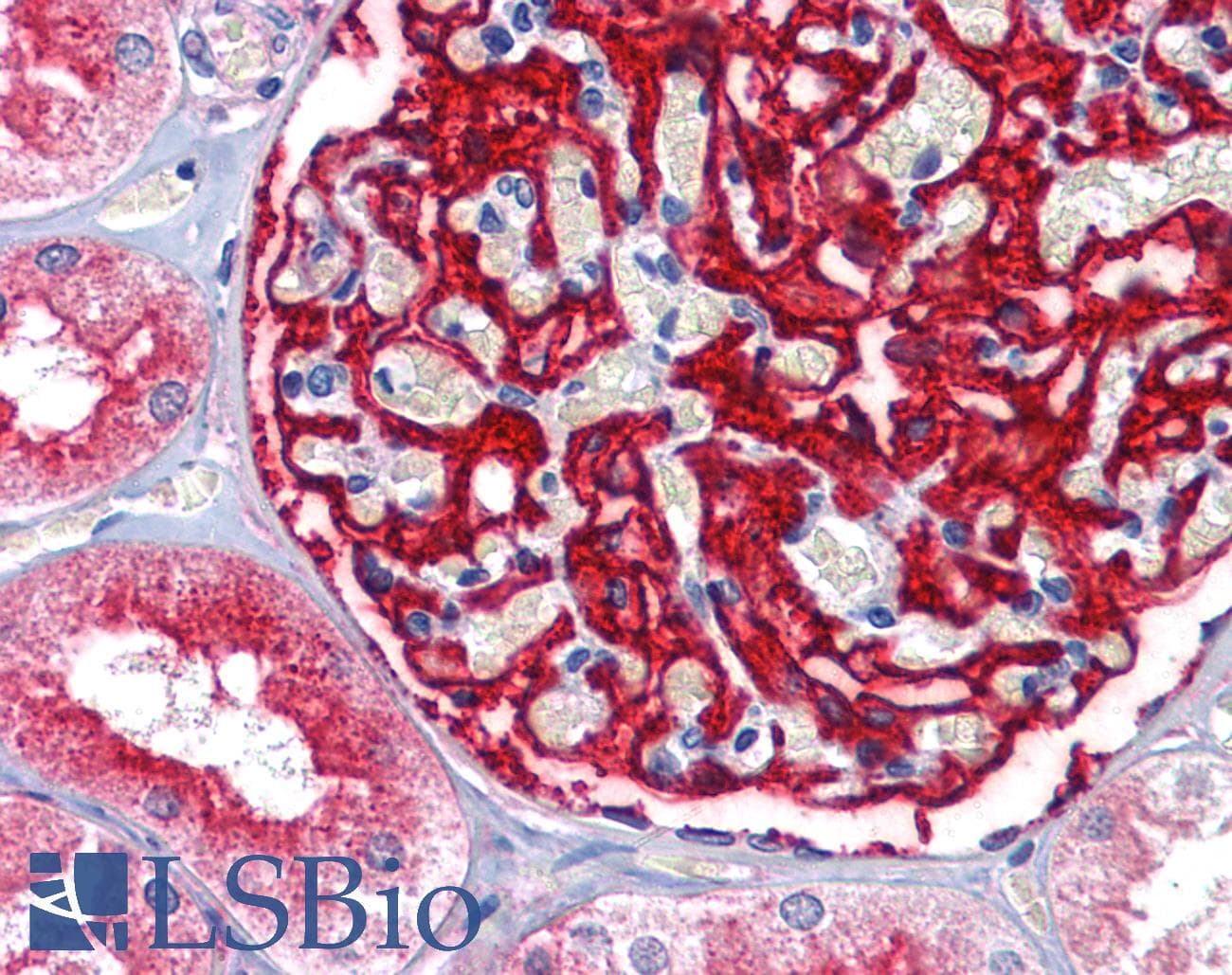 IHC-plus™ ENPEP / Aminopeptidase A Antibody