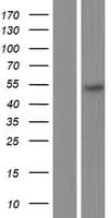 TFDP2 / DP2 Protein (Over-Expression Lysate Myc-DDK (Flag))