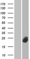 SFT2D3 Protein (Over-Expression Lysate Myc-DDK (Flag))