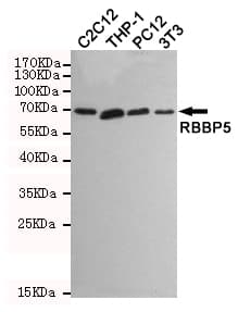 Monoclonal Mouse anti-Human RBBP5 Antibody (WB)