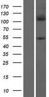 FOXD4L5 Protein (Over-Expression Lysate Myc-DDK (Flag))