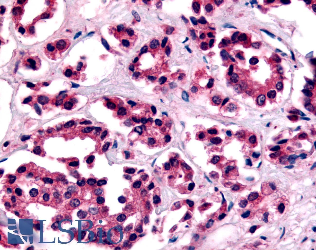 PathPlus™ AVPR1B Antibody (C-Terminus)