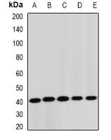 STK19 Antibody