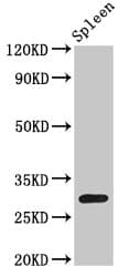 Polyclonal Rabbit anti-Human H1F0 Antibody (WB)