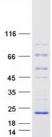 Human C16orf95 Protein (Recombinant Myc-DDK (Flag))