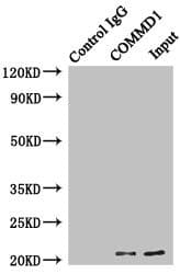 COMMD1 Antibody