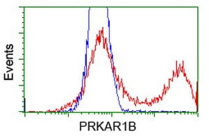PRKAR1B Antibody (clone OTI9C5, Carrier-free)