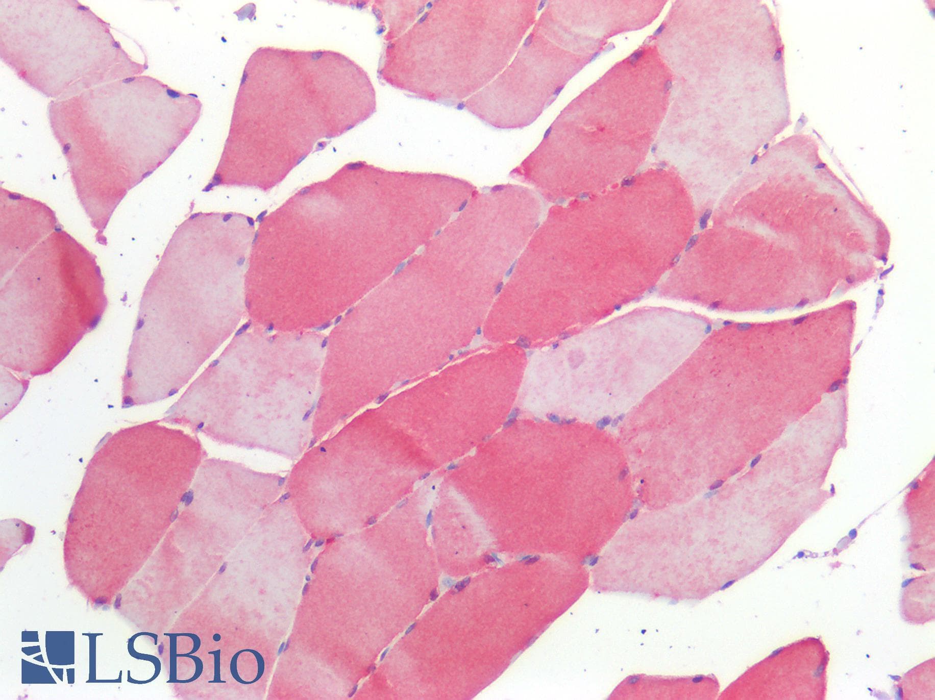 IHC-plus™ BMP4 Antibody