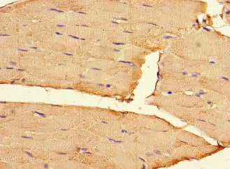 FAM65B / DIFF48 Antibody