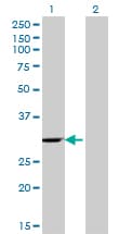 EIF4H Antibody (clone 4B2)