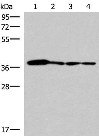 ELAC1 Antibody