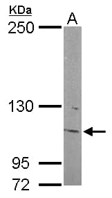 INPP5F Antibody (aa593-904)