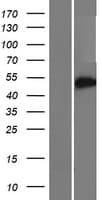 Human CCDC149 Protein (Over-Expression Lysate Myc-DDK (Flag))
