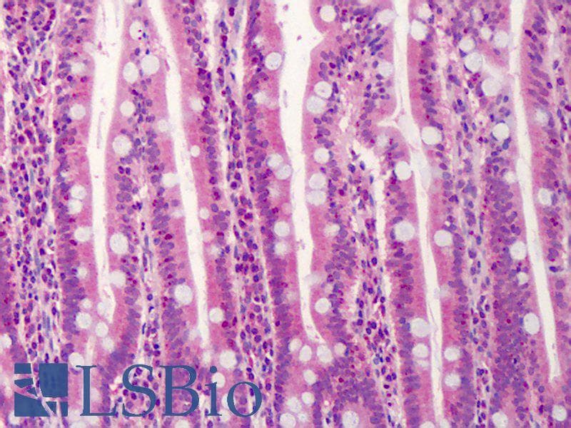 IHC-plus™ TRAF3 Antibody