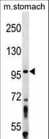 Polyclonal Rabbit anti-Human ZW10 Antibody (aa59-88, WB)