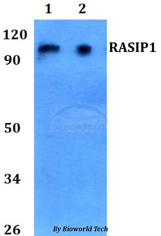RAIN / RASIP1 Antibody