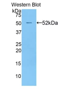 MtTFA / TFAM Antibody (aa43-246, PE)