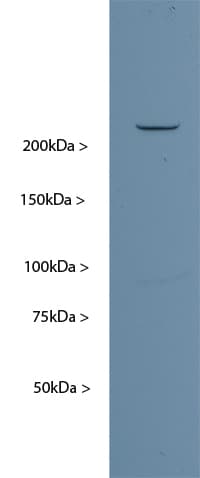 NES / Nestin Antibody (clone 4D11)
