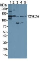 Complement C3c Antibody (aa1314-1663, Biotin)