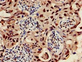 Polyclonal Rabbit anti-Human GJC1 / CX45 / Connexin 45 Antibody (IHC, IF, WB)