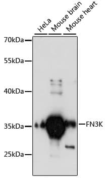 Polyclonal Rabbit anti-Human FN3K / Fructosamine-3-Kinase Antibody (WB)