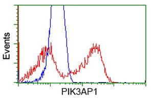 BCAP / PIK3AP1 Antibody (clone OTI5H2)