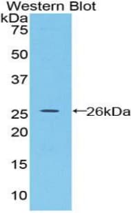 BMP2 Antibody (aa49-243)
