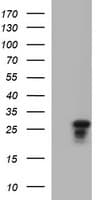 KLK8 / Kallikrein 8 Antibody (clone OTI1H3)